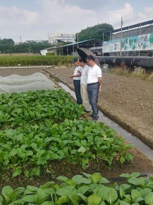 产学研合作结硕果,芭田有机无机Ⅲ型系列肥料产品上市半年销售额过亿